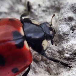 Close-up of insect