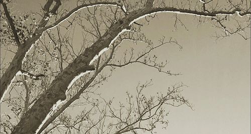 Low angle view of bare trees