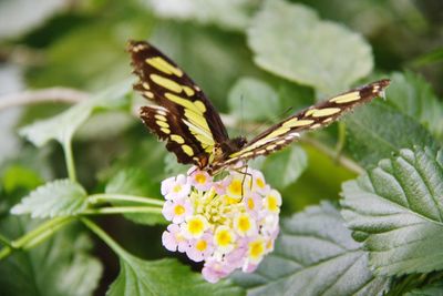 Close-up of butterfly on leaf