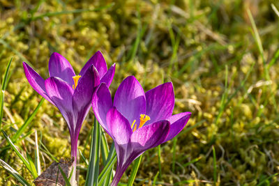 Close-up of purple crocus flower on field