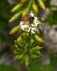 Close-up of bee pollinating on flower