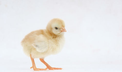 Close-up of a bird against white background