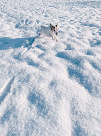 High angle view of dog in snow