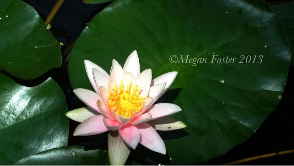 flower, water lily, water, pond, petal, floating on water, freshness, leaf, flower head, high angle view, fragility, lotus water lily, beauty in nature, nature, growth, lake, plant, green color, close-up, single flower