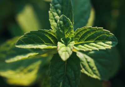 Close-up view of green meant leaves