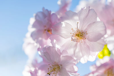 Close-up of fresh white flowers blooming against sky