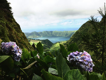 Purple flowering plants by mountains against sky