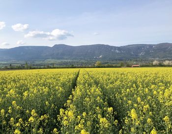 Scenic view of oilseed rape field against sky