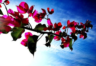 Low angle view of bougainvillea blooming against sky