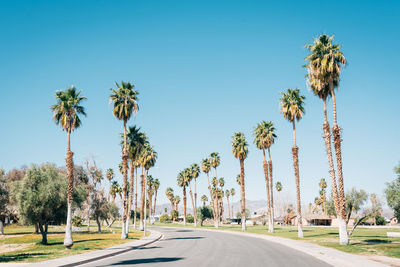 Palm trees by road against clear blue sky