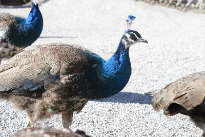 Close-up of peacock