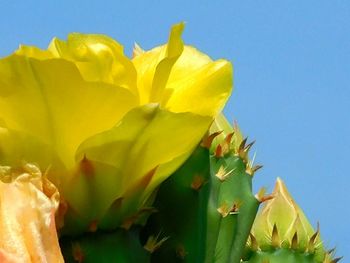 Close-up of yellow flower