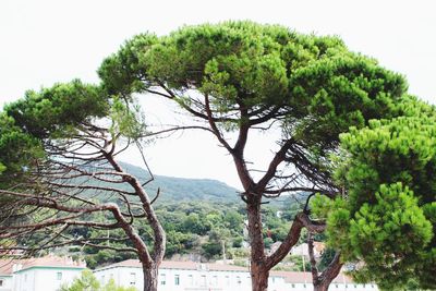 Trees on mountain against clear sky