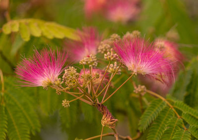 Close-up of purple flowering plant