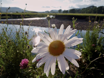 Close-up of white flowering plants in lake