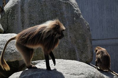 Sheep standing on rock