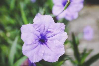 Close-up of purple flower blooming outdoors