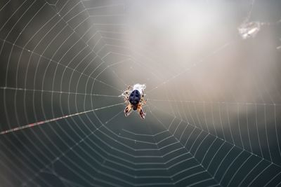 Close-up of spider on web