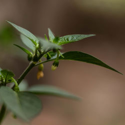 Close-up of plant