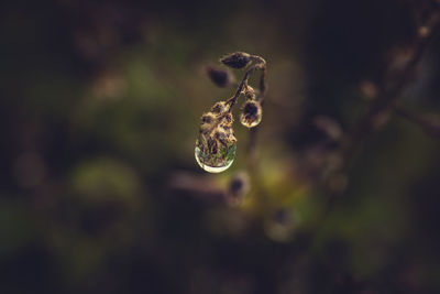 Close-up of water drops on leaf