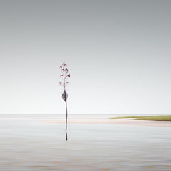 Plant in sea against clear sky