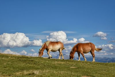 Horses grazing on field against sky
