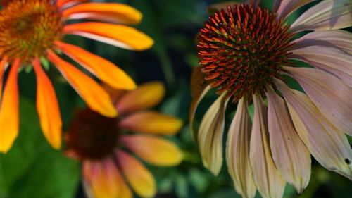 Close-up of orange flowering plant