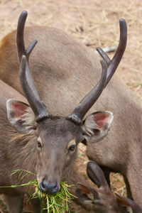 Deer in a field