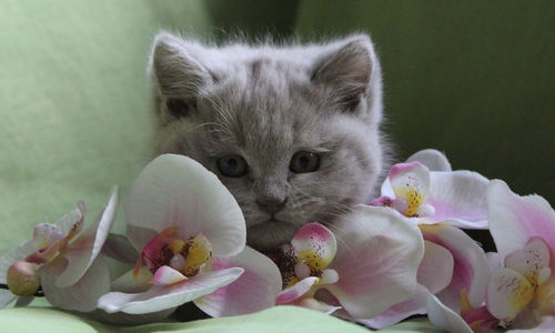 Close-up of british shorthair kitten with orchid flowers