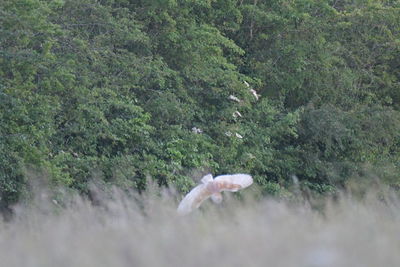 View of giraffe in forest