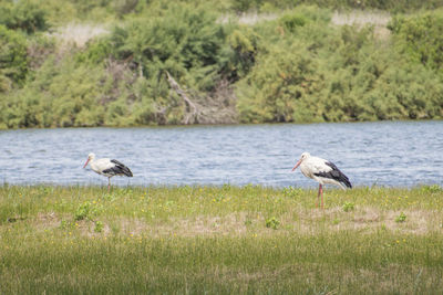 Ducks on a land