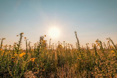 View of stalks in field against sky