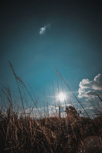 Low angle view of grass on field against sky