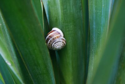 Clsoe-up of snail on plant leaf