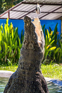 Close-up of crocodile jumping