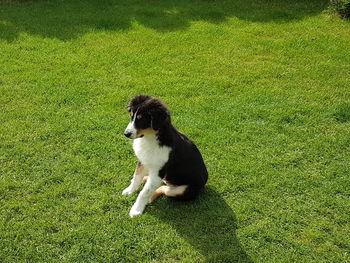 High angle view of dog on field