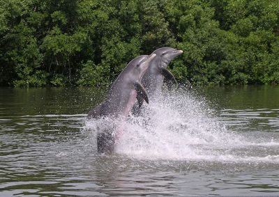 Water spraying swimming on tree