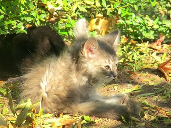 Close-up of cat by plants