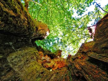 Low angle view of trees in forest against sky