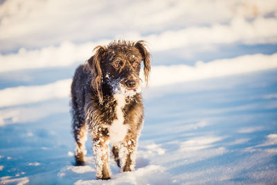 Portrait of dog standing on snow