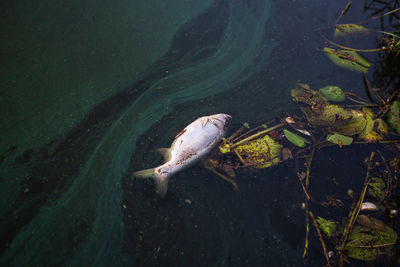 Dead fish carp float to the surface of the water in this polluted channel.