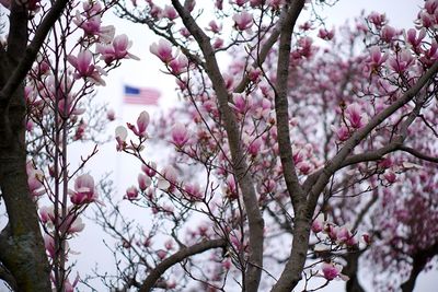 Low angle view of pink flowers blooming on tree