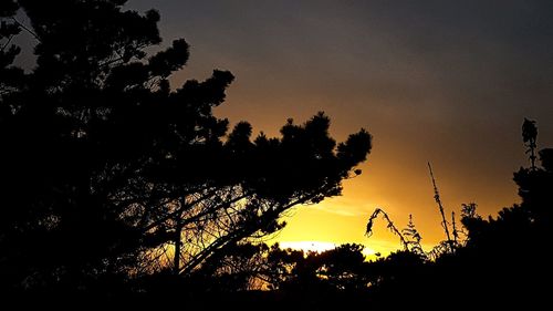 Silhouette trees against sky during sunset