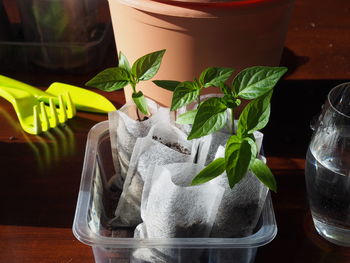 Young green sweet pepper sprouts, seedlings. spring home garden, growing vegetables transplanting 