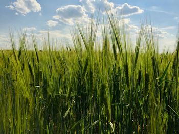Scenic view of wheat field against sky