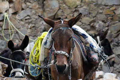 Portrait of a horse