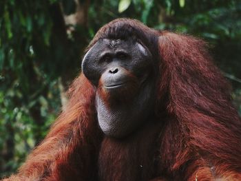 Close-up portrait of an orang utan