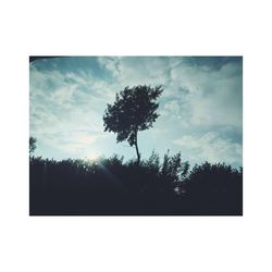 Trees against cloudy sky at sunset