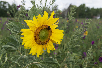 Close-up of honey bee on sunflower