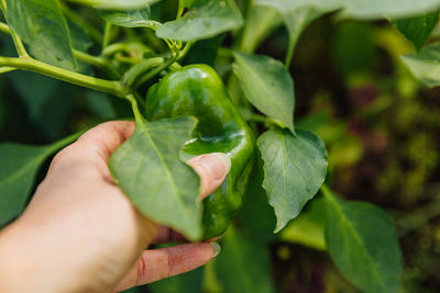 Close-up of hand holding leaves